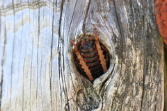 Hemideina ricta
