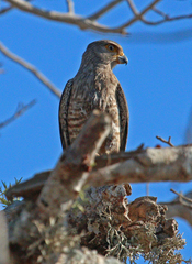 Banded Kestrel photo 2