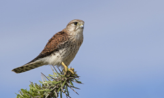 Malagasy Kestrel photo 2