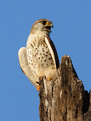 Malagasy Kestrel photo 3