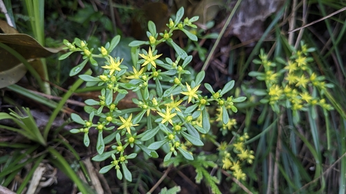 Sedum sekiteiense