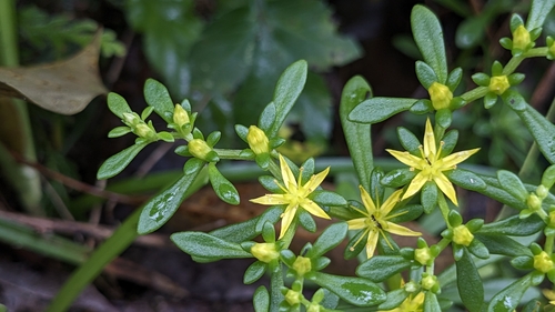 Sedum sekiteiense, photograph 1