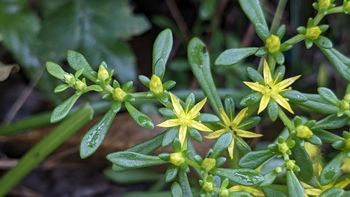 Sedum sekiteiense, photograph 2