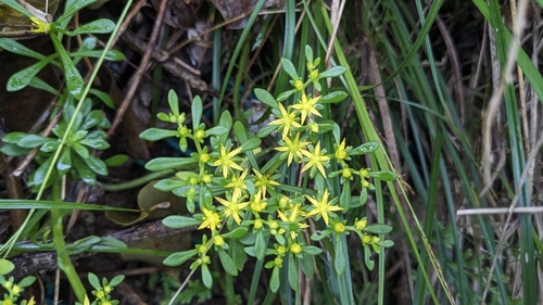 Sedum sekiteiense, photograph 3