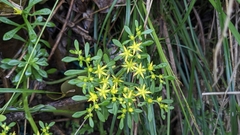 Sedum sekiteiense, photograph (c) Cheng-Te Hsu, some rights reserved (CC BY)