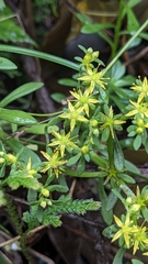 Sedum sekiteiense, photograph (c) Cheng-Te Hsu, some rights reserved (CC BY)