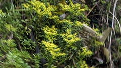 Sedum sekiteiense, photograph (c) Cheng-Te Hsu, some rights reserved (CC BY)