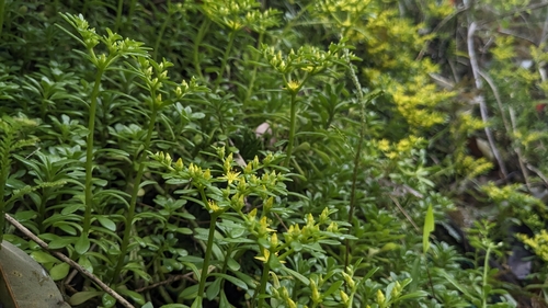 Sedum sekiteiense, photograph 6