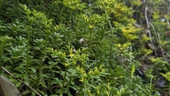 Sedum sekiteiense, photograph (c) Cheng-Te Hsu, some rights reserved (CC BY)