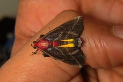 Toccolosida rubriceps