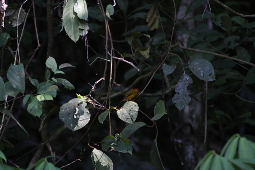 Ruby-throated Bulbul (Rubigula dispar), photo 9