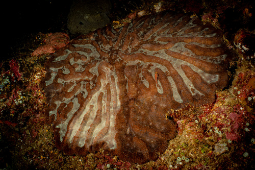 Lobophyllia valenciennesii observed 2024-03-26