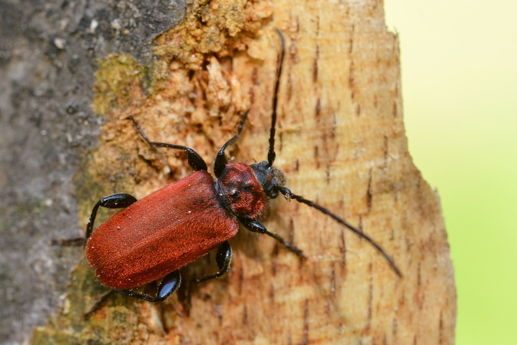 Welsh Oak Longhorn Beetle, photo 1 of 8