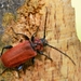 Welsh Oak Longhorn Beetle - Photo (c) Gilles San Martin, some rights reserved (CC BY-SA), uploaded by Gilles San Martin