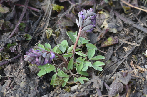 Corydalis solida