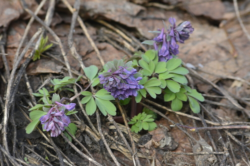 Corydalis solida