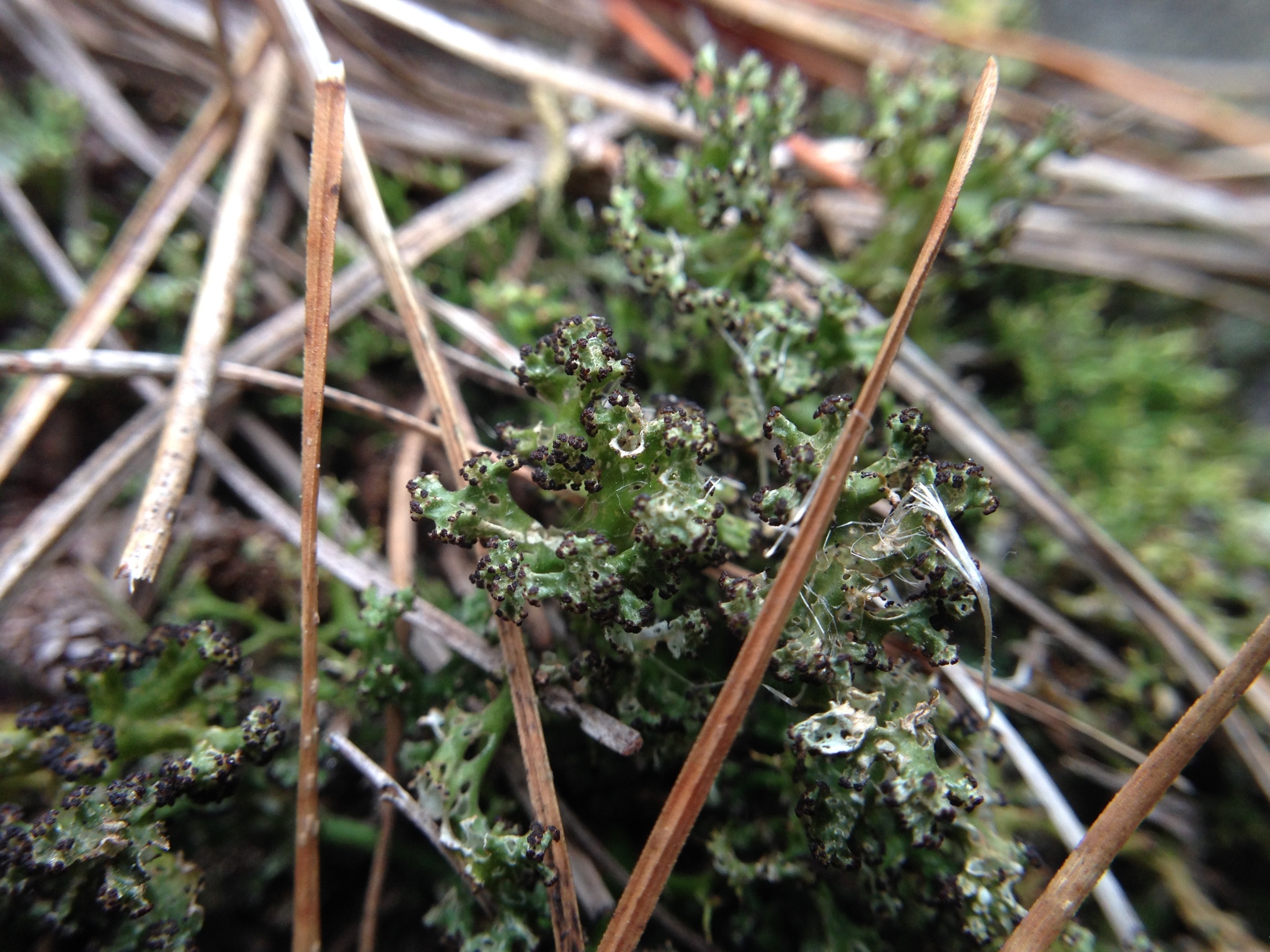 Cladia aggregata image