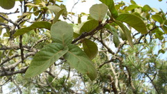 Quercus potosina