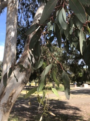 Eucalyptus gunnii