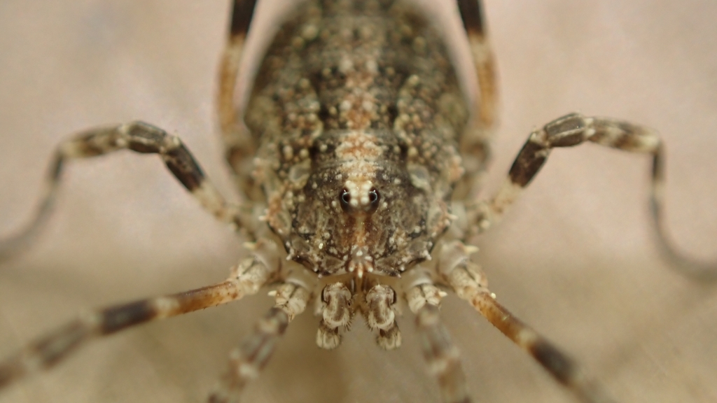 Odiellus