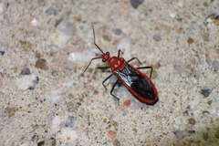 Vilius melanopterus