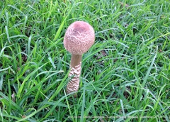 Macrolepiota colombiana