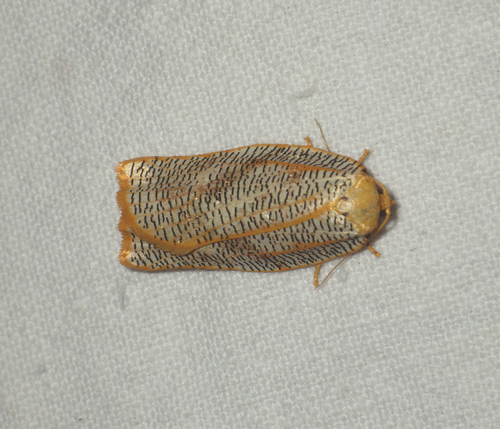 Templemania sarothrura