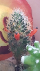 Mammillaria prolifera