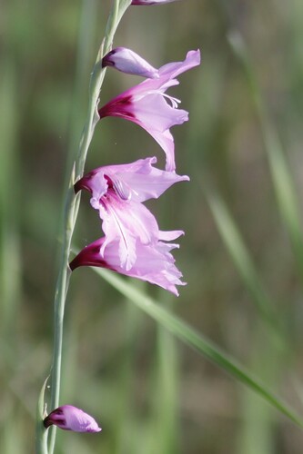 Image of Gladiolus brachyphyllus by (c) Karen Eichholz, some rights reserved (CC BY)
