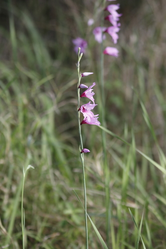 Image of Gladiolus brachyphyllus by (c) Karen Eichholz, some rights reserved (CC BY)