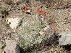 Castilleja lanata