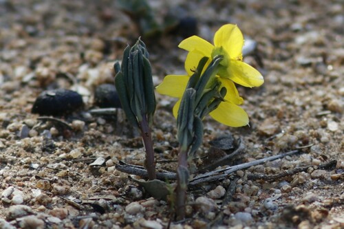 Image of Talinum afrum by (c) Karen Eichholz, some rights reserved (CC BY)