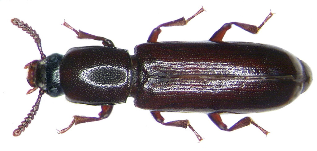 Corticeus unicolor