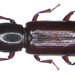 Corticeus unicolor - Photo (c) Udo Schmidt, some rights reserved (CC BY-SA)