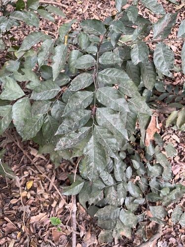 Clausena lansium