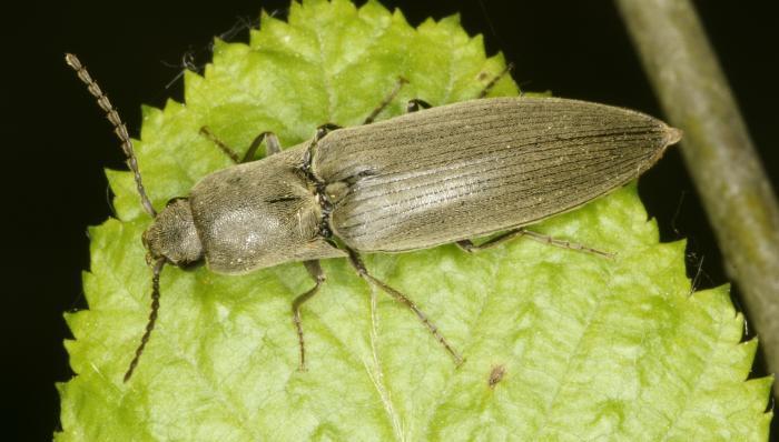 Agriotes