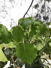 Oreopanax guatemalensis