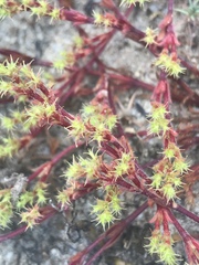 Lastarriaea coriacea