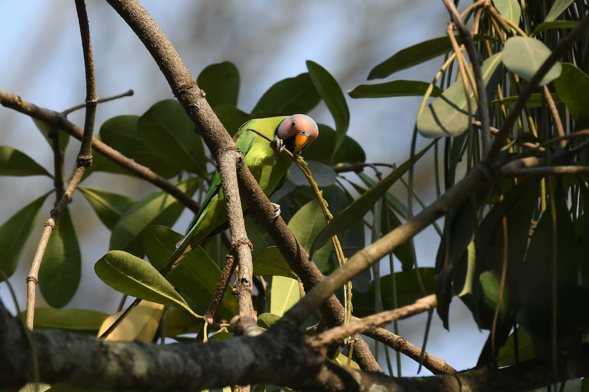 Blossom-headed Parakeet