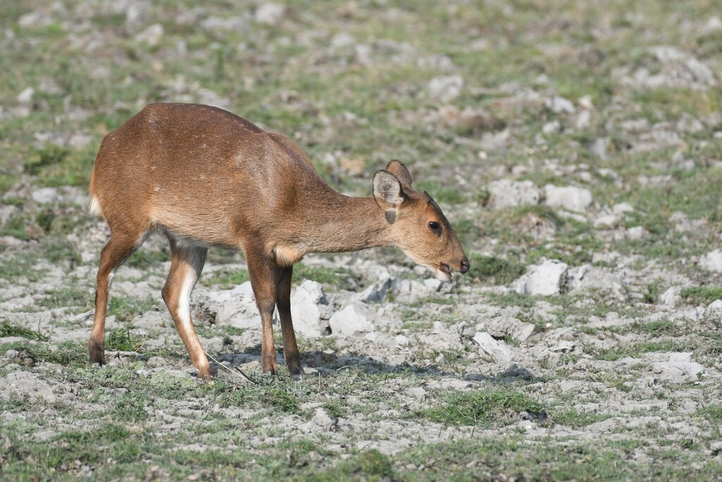 Axis porcinus porcinus, Assam, IN, by ziggypop74