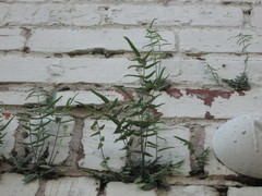 Pellaea atropurpurea