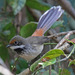 Arafura Fantail - Photo (c) Jerry Oldenettel, some rights reserved (CC BY-NC-SA)