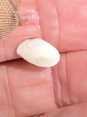 Ameritella agilis