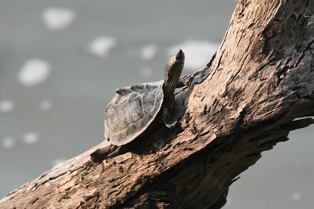 Indian Roofed Turtle
