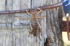 Hemideina ricta