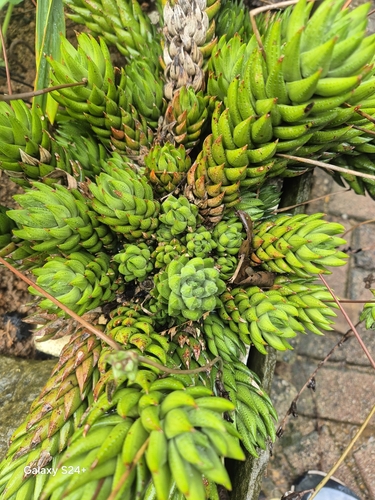 Foto de Rabo de jacaré