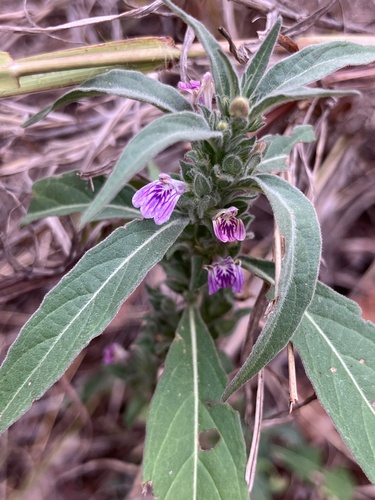 Bract Justicea (Meiosperma bracteatum)