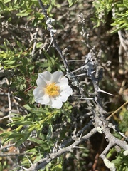 Rosa minutifolia