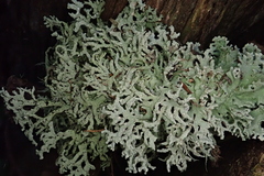 Hypogymnia subphysodes