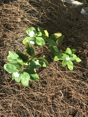 Catharanthus roseus image
